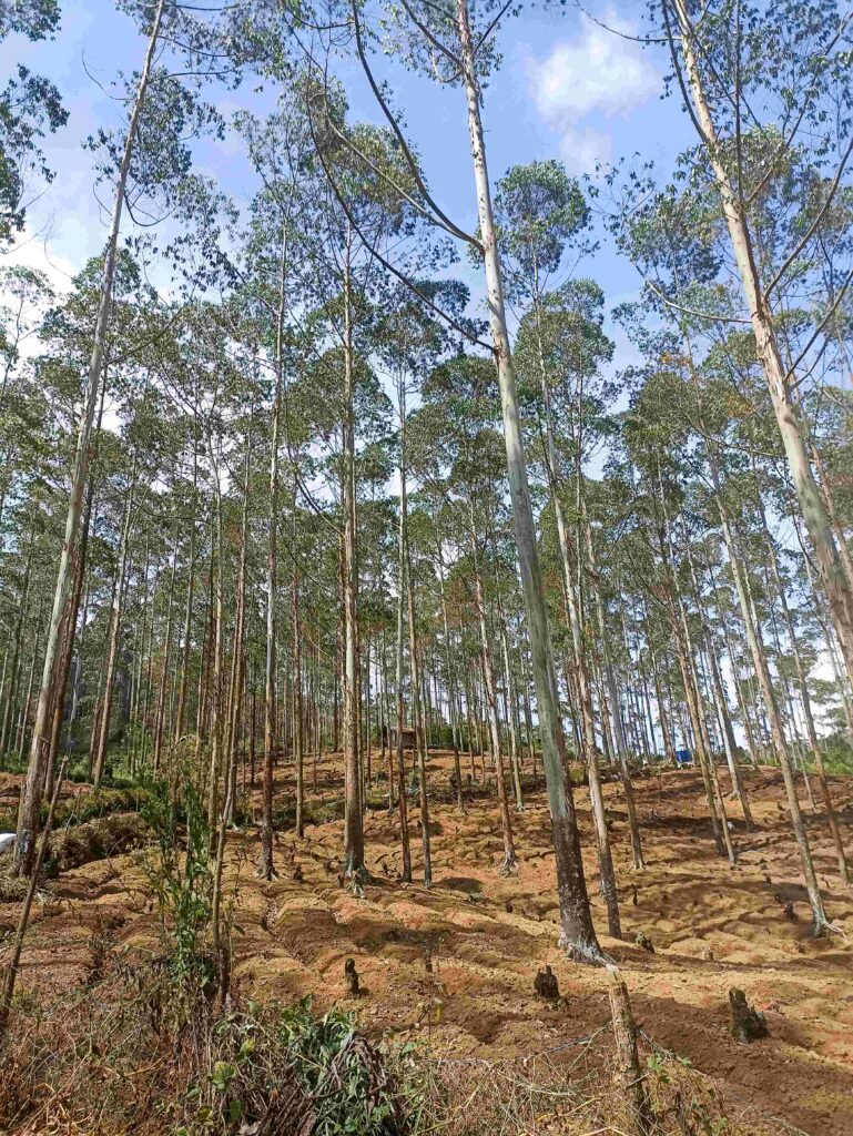 Pepohonan yang ditebang, Jalur non resmi gunung patuha